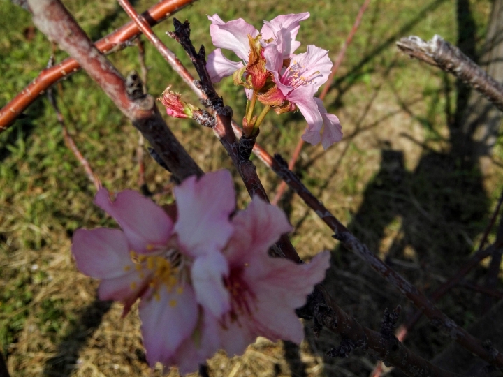 巴克禮紀念公園 河津櫻又小開花