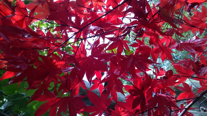 機車旅行-武陵農場賞楓