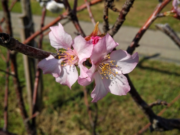 巴克禮紀念公園 河津櫻又小開花