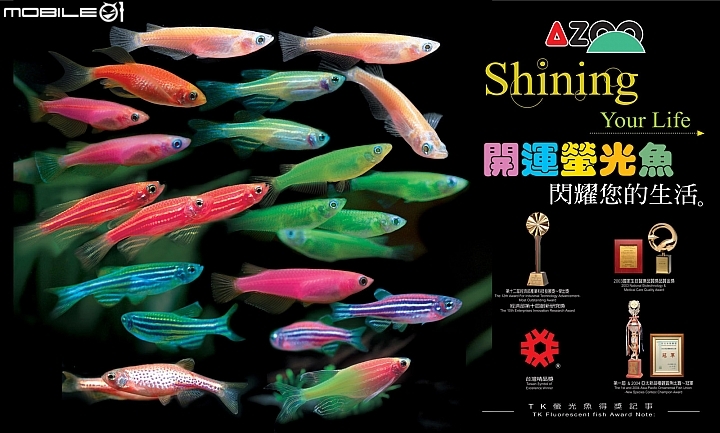哪裡有賣螢光魚?