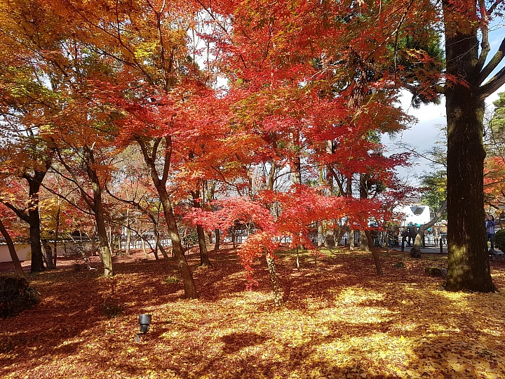 三星 S7 秋遊 日本 關西 實拍分享