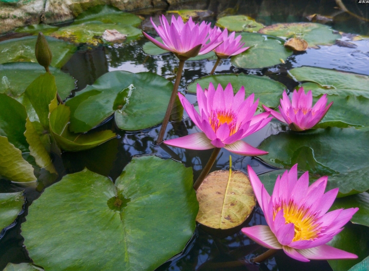 (第81批圖) LG G4 &G5&V10&v20 日夜拍研究團 精選作品2016.11.14