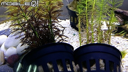 [新手求救]水草缸問題