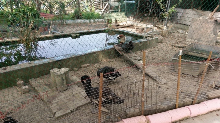 偽環島遊記(花蓮台南新化區)圖多