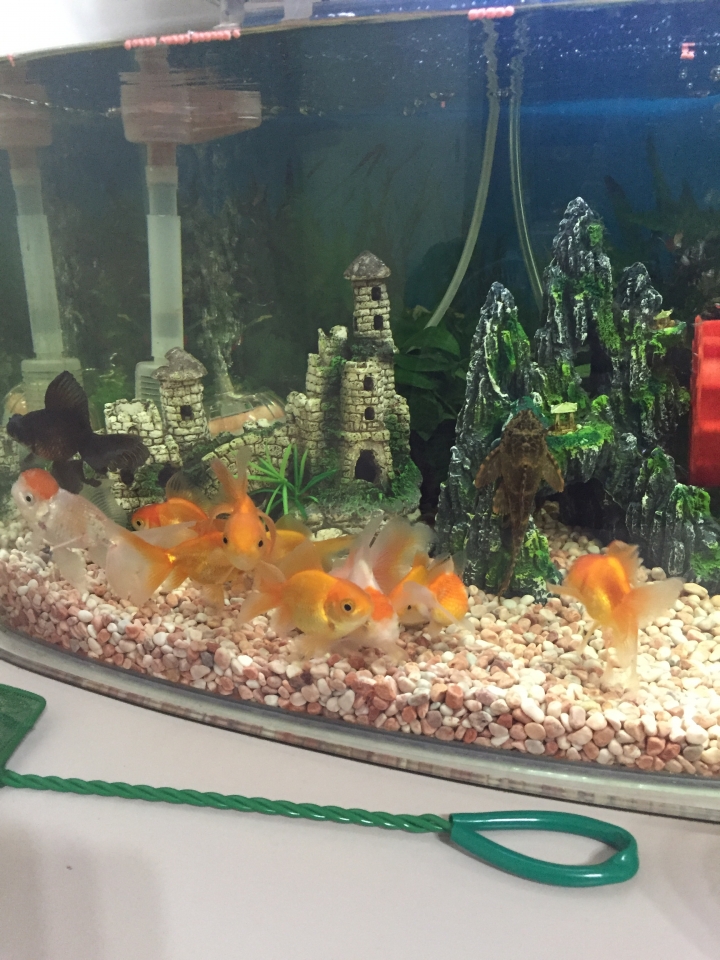 金魚窩在一起