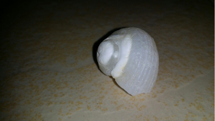 請問這化石貝殼算是瑪瑙嗎？