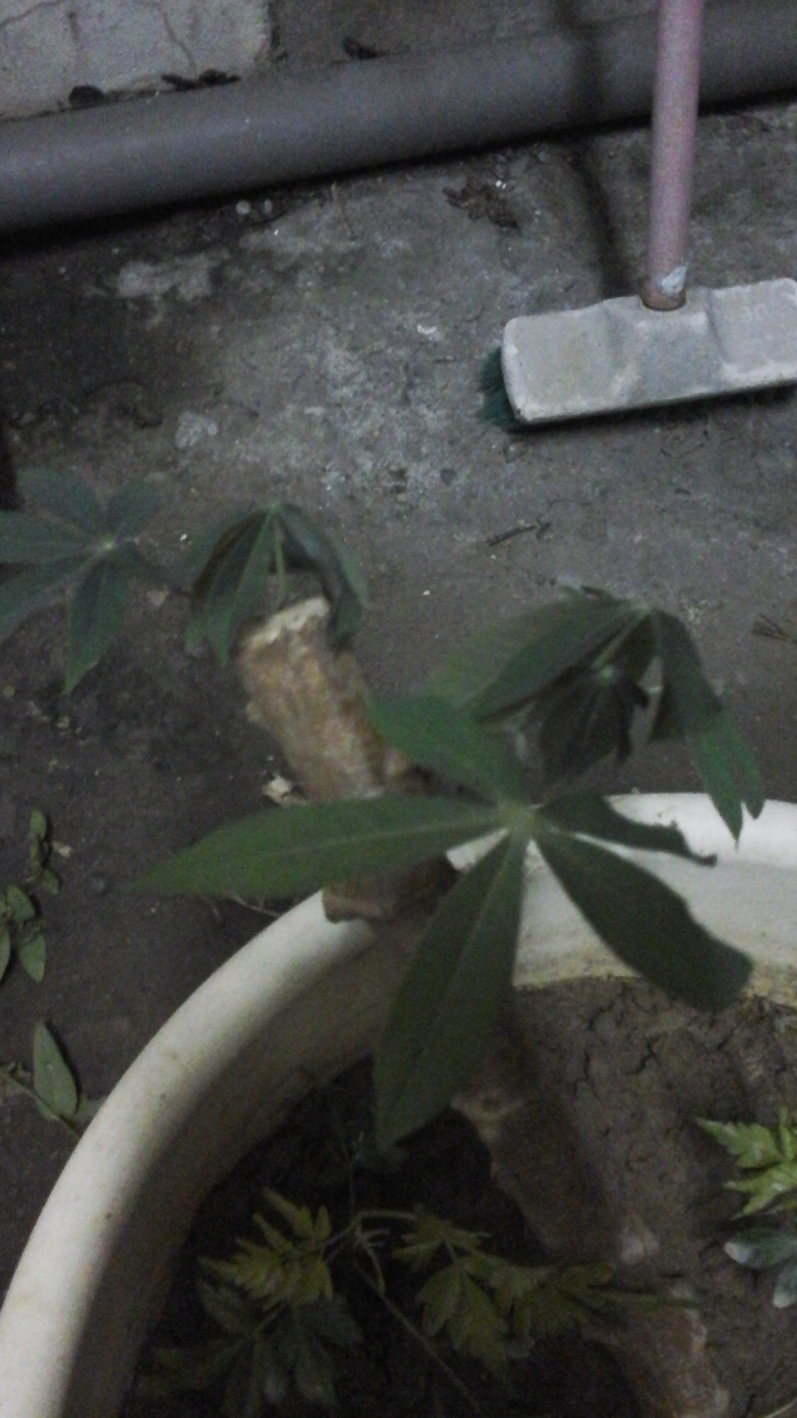請問大家這是什麼植物？？？