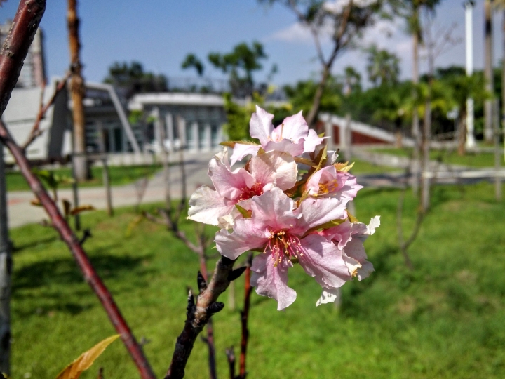 巴克禮紀念公園 河津櫻又小開花
