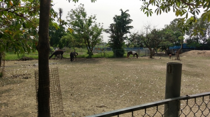 偽環島遊記(花蓮台南新化區)圖多