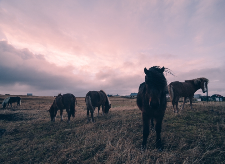 [E-M5 II]而我卻一眼看不完—冰島蜜月極光之旅