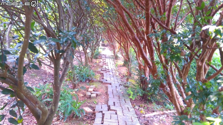 關西仙草博物館散步遊