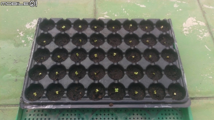 秋天就是要種菜---蚵仔白菜種植紀錄