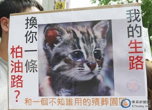 石虎有難號召貓黨出草