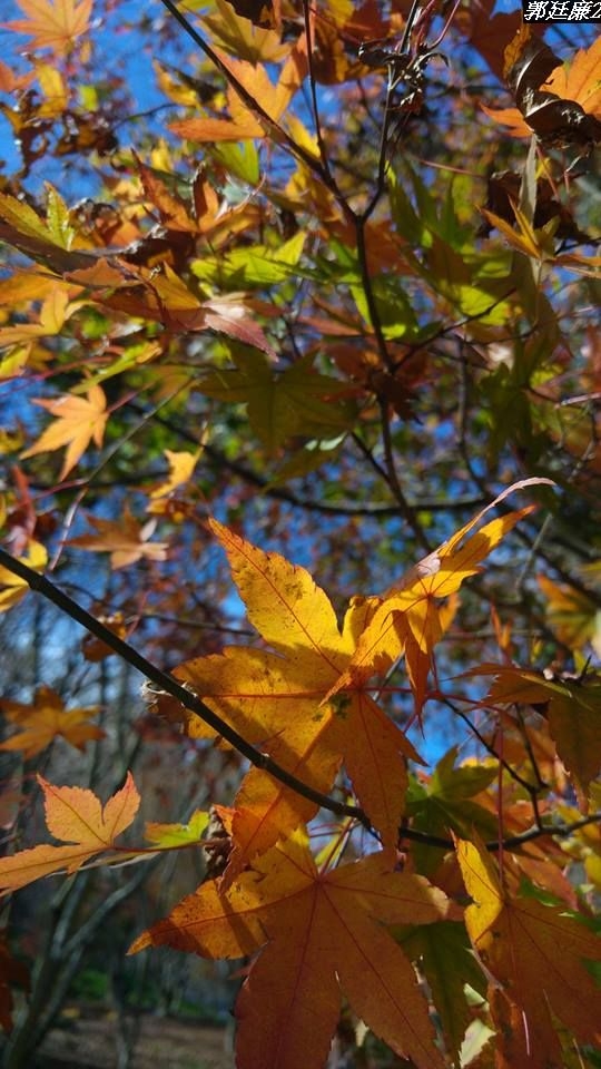 (第83批圖) LG G4 &G5&V10&v20 日夜拍研究團 精選作品2016.11.28