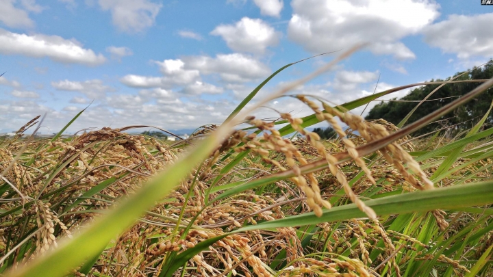 (第83批圖) LG G4 &G5&V10&v20 日夜拍研究團 精選作品2016.11.28