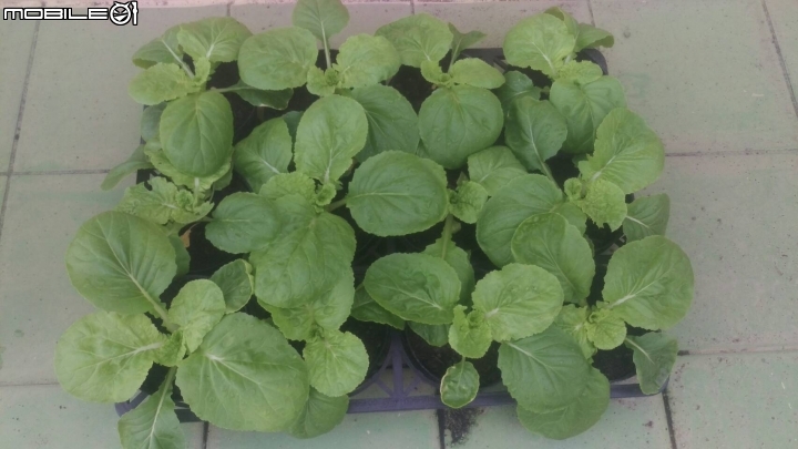 秋天就是要種菜---蚵仔白菜種植紀錄