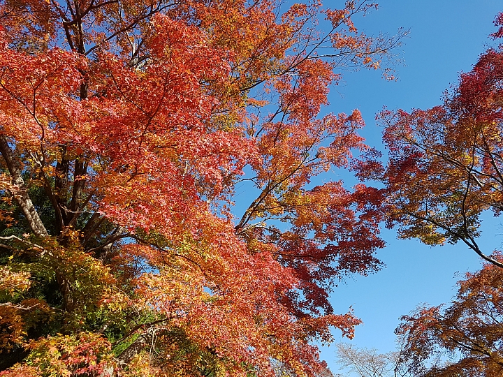 三星 S7 秋遊 日本 關西 實拍分享