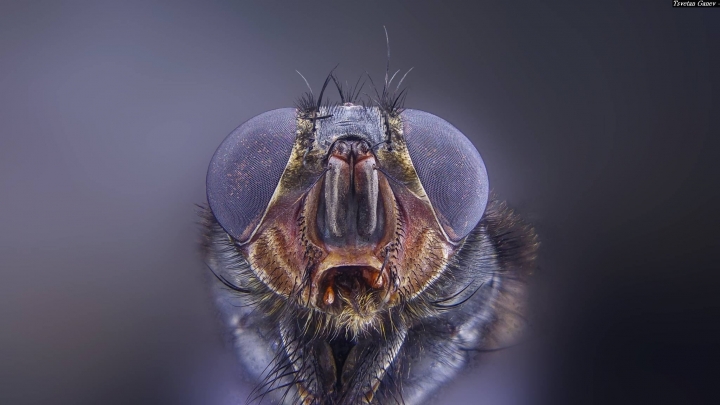 (第83批圖) LG G4 &G5&V10&v20 日夜拍研究團 精選作品2016.11.28