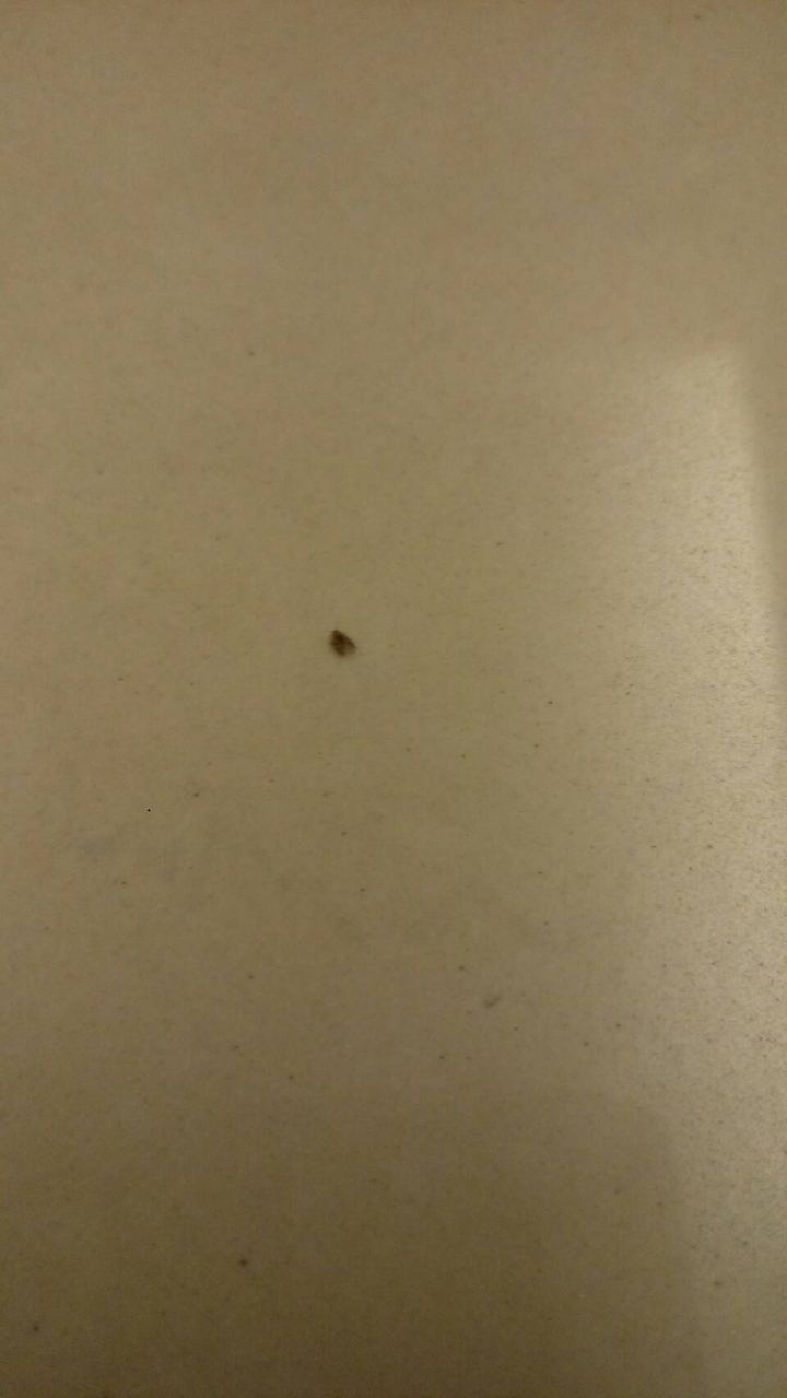 請問這是什麼蟲?是幼蟲嗎?我家到處都是~很煩!