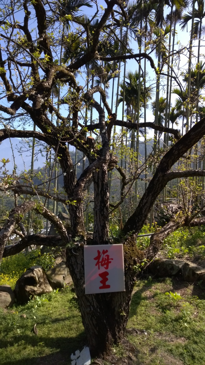 機車旅行-風櫃斗&柳家梅園