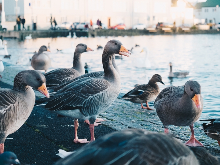 [E-M5 II]而我卻一眼看不完—冰島蜜月極光之旅