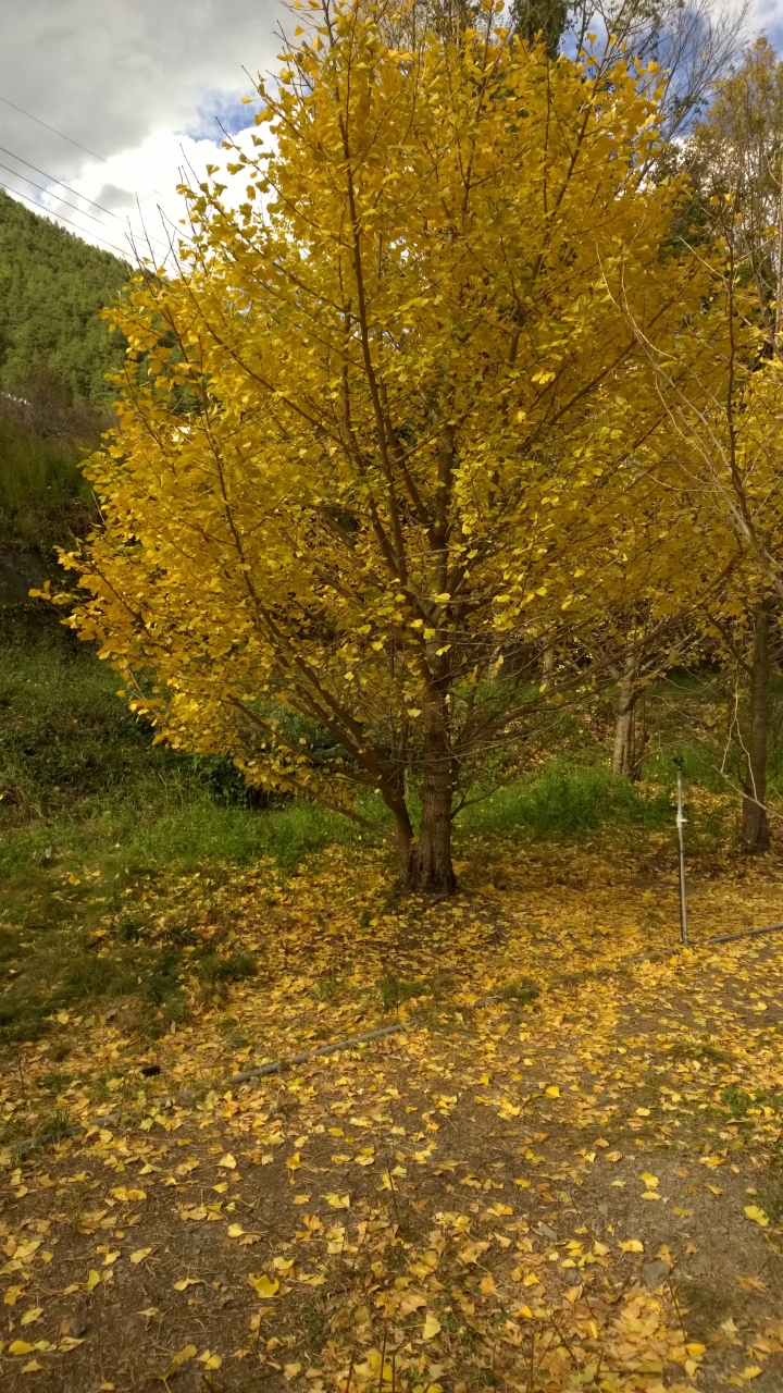 機車旅行-武陵農場賞楓