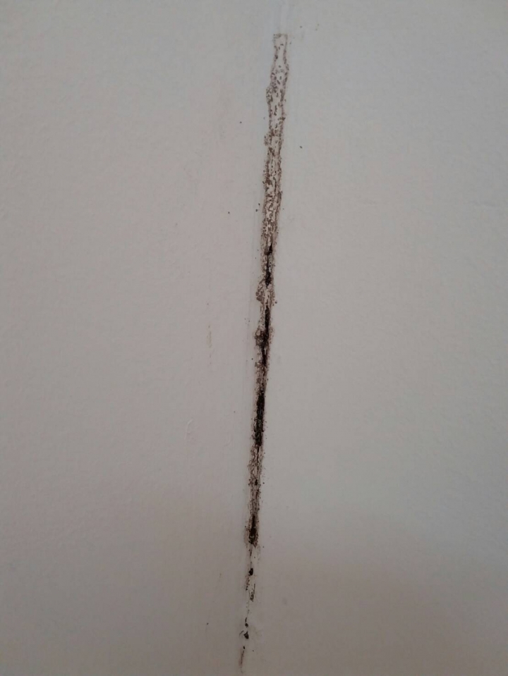 請問這是不是為白蟻..(圖片)