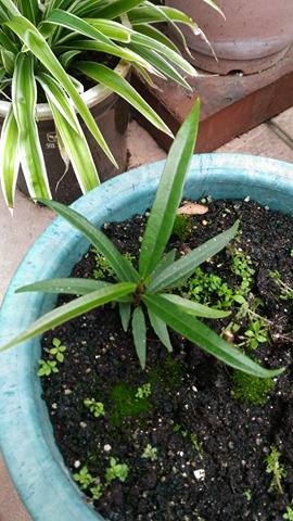 問一下這是甚麼植物?