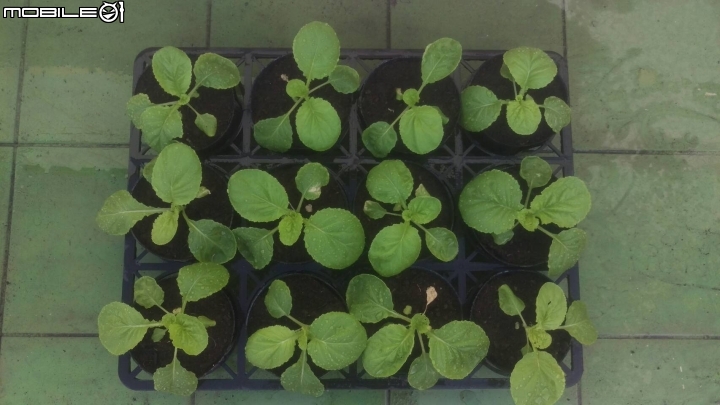 秋天就是要種菜---蚵仔白菜種植紀錄