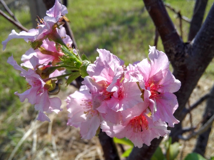巴克禮紀念公園 河津櫻又小開花