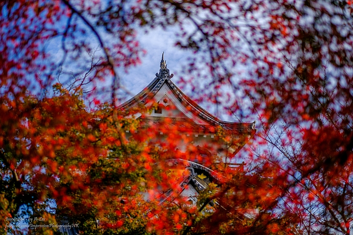 【京都楓．景】 琵琶湖篇  (X-T1)