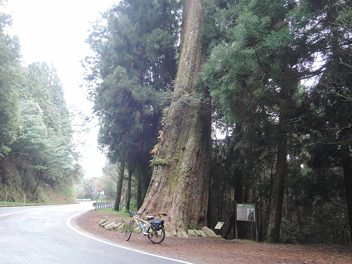 2015 單車旅行 環半島遊記 Day-6 阿里山-集集