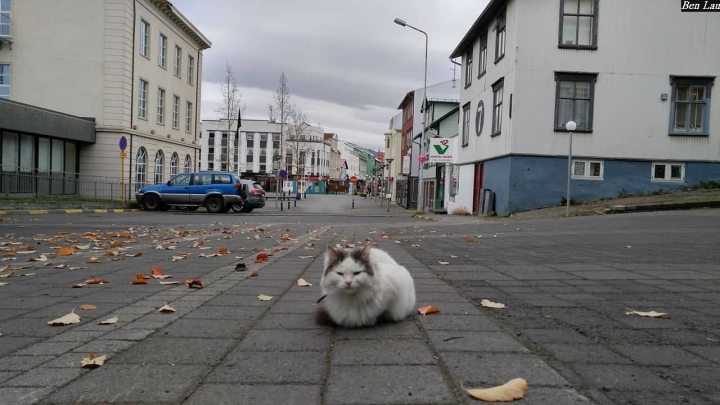 (第81批圖) LG G4 &G5&V10&v20 日夜拍研究團 精選作品2016.11.14