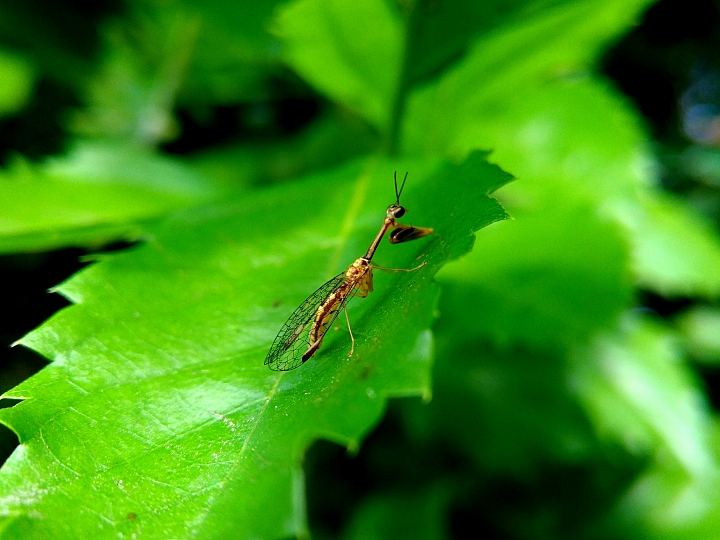 Zenfone3 5.2 之微距世界