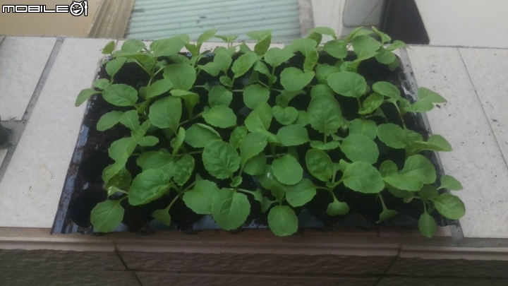 秋天就是要種菜---蚵仔白菜種植紀錄