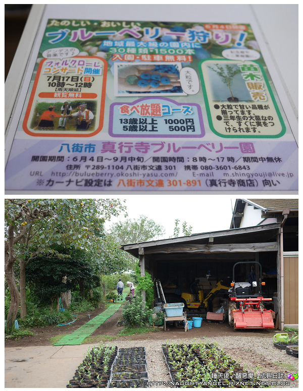 〈東京親子景點〉成田空港租車自駕。季節限定，到日本採藍莓、採葡萄囉~