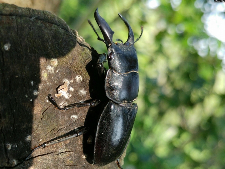 (第81批圖) LG G4 &G5&V10&v20 日夜拍研究團 精選作品2016.11.14