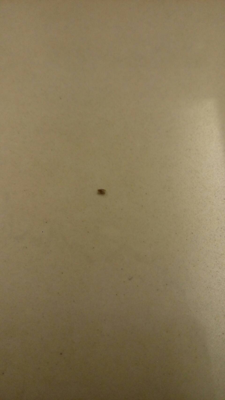 請問這是什麼蟲?是幼蟲嗎?我家到處都是~很煩!