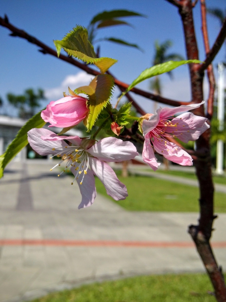 巴克禮紀念公園 河津櫻又小開花
