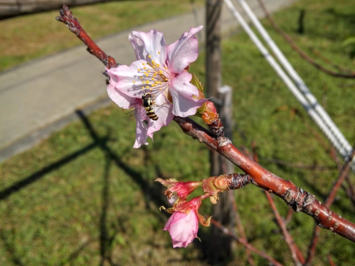 巴克禮紀念公園 河津櫻又小開花