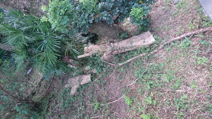 木要成材需要經過什麼處理嗎？