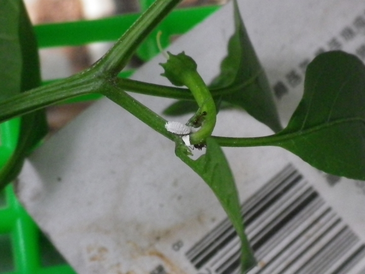 辣椒樹上白色的蟲