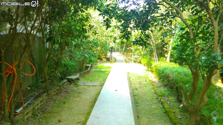 關西仙草博物館散步遊