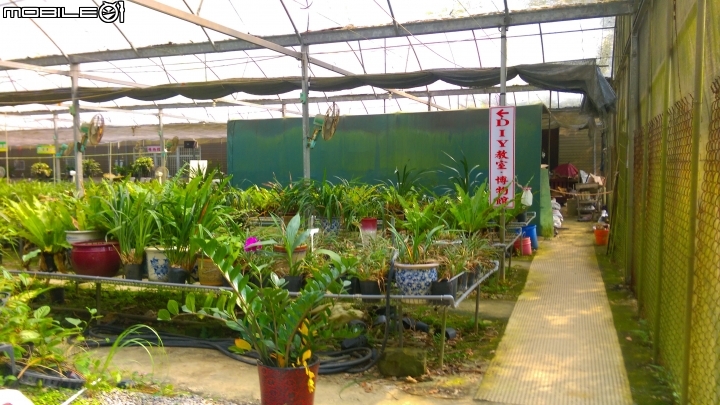 關西仙草博物館散步遊