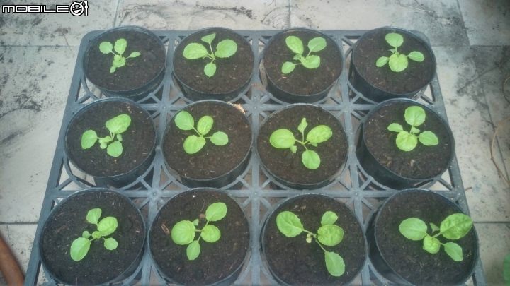 秋天就是要種菜---蚵仔白菜種植紀錄