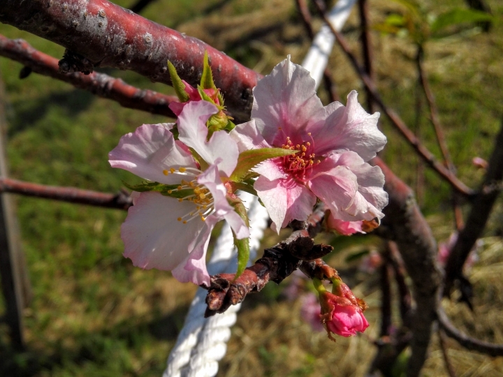 巴克禮紀念公園 河津櫻又小開花