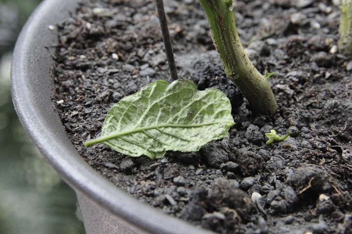 魔鬼辣椒葉子捲曲變皺