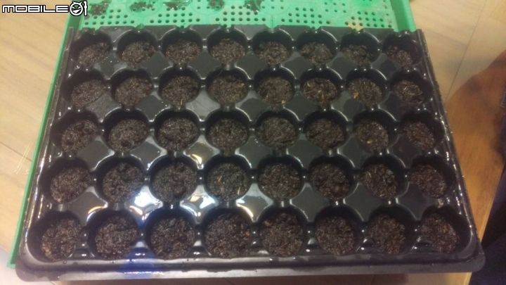 秋天就是要種菜---蚵仔白菜種植紀錄