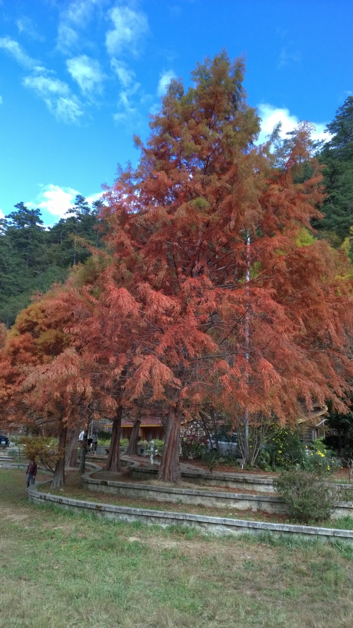 機車旅行-武陵農場賞楓