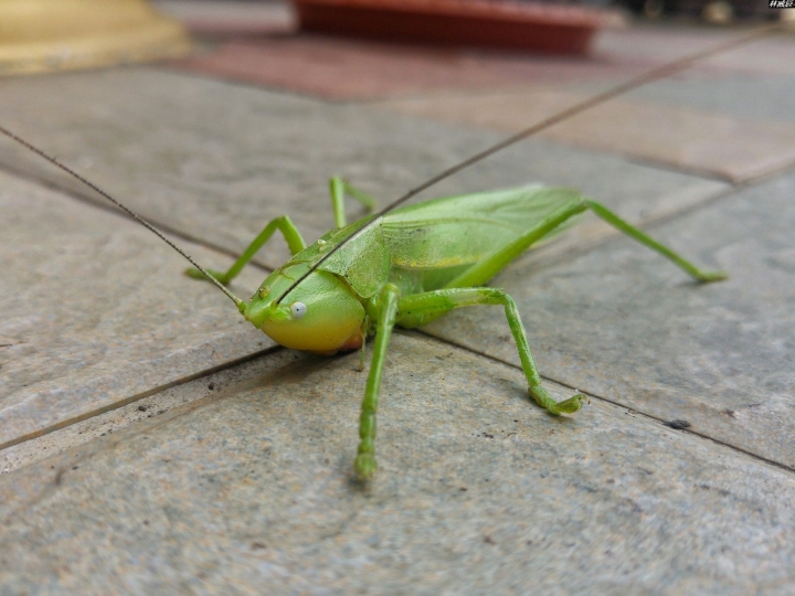 (第83批圖) LG G4 &G5&V10&v20 日夜拍研究團 精選作品2016.11.28